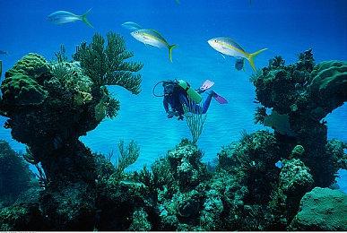 《宣誓》玩家无法与同伴谈恋爱 ：确保所有关系正确